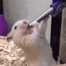 Sucking Hamster GIF - Sucking Hamster Cute GIFs