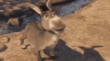 Shrek Donkey GIF - Shrek Donkey Nones GIFs