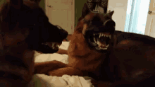 Dogs GIF - Dogs GIFs