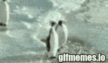 Pudgy Penguins GIF - Pudgy Penguins GIFs