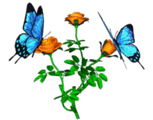 butterfly flowers roses