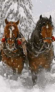 Horse Christmas GIF