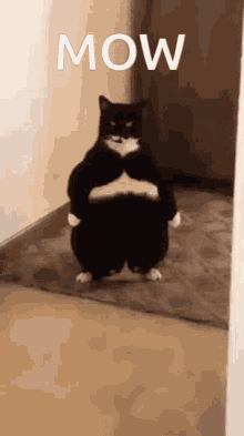 Mow Fat Cat GIF