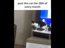 Cat Post At 28th GIF