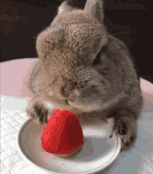 rabbit strawberry bunny hungry starving