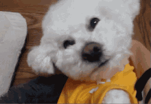 a small white dog wearing a yellow shirt is looking at the camera