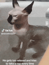 Hairless Cat Silly Kitty GIF - Hairless Cat Silly Kitty Taking A Bath GIFs