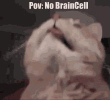 No Braincell GIF - No Braincell GIFs