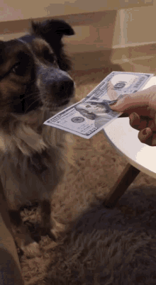 Morci Dog GIF - Morci Dog Dollar Bills GIFs