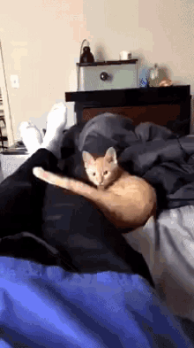 Funny Cat GIF - Funny Cat Expression GIFs