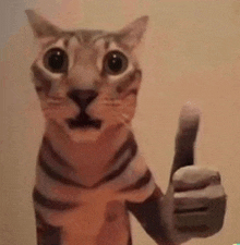 a close up of a cat giving a thumbs up sign .