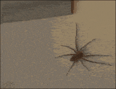 a spider is crawling on a person 's arm with a gif written on the bottom right