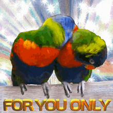 For You Only Meme Parrot Couple Meme GIF
