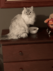 Persian Cat Gif GIFs | Tenor