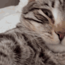 Cat Tired GIF - Cat Tired Sleepy GIFs