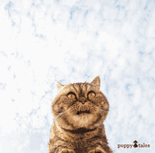 Puppytalesphotos Puppytales GIF - Puppytalesphotos Puppytales Photography GIFs
