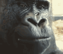 Fate Monkey GIF - Fate Monkey Suprised GIFs