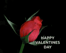 Happy Valentines Day Rose GIF - Happy Valentines Day Rose Flower GIFs