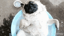 Viralhog Dog GIF - Viralhog Dog Relax GIFs