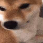 Dog Shiba GIF - Dog Shiba Japanese GIFs