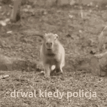 Drwaltogej Capybara GIF - Drwaltogej Capybara Mr6wek Serwer GIFs