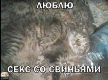 a picture of a cat with a caption that says " люблю "