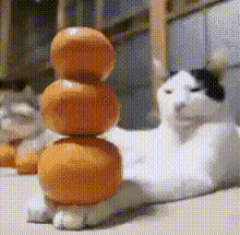 Orange Cat House GIF - Orange Cat House GIFs