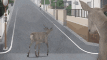Shikanoko Nokotan GIF - Shikanoko Nokotan My Deer Friend Nokotan GIFs