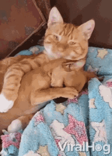 Chihuahua And Cat Cuddling GIF - Chihuahua And Cat Cuddling Embrace GIFs