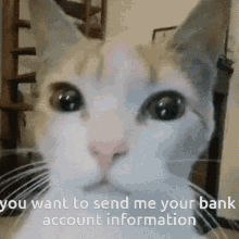 You Want To Send Me Your Bank Account Information Cat GIF - You Want To Send Me Your Bank Account Information Cat Send Me Your Money GIFs