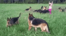 a group of german shepherds are playing in a grassy field with a girl .