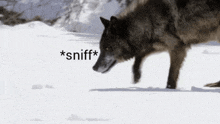 a wolf sniffs the snow while walking