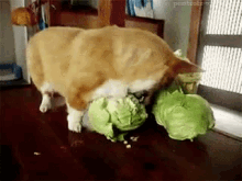 Dog Bites Cabbage GIF - Corgi Eat Food GIFs