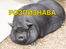 свинья свинка GIF