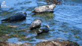 Seal Seals GIF - Seal Seals GIFs