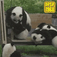 pfsf1968 panda play rumble cute
