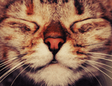 Happy Cat GIF - Happy Cat GIFs