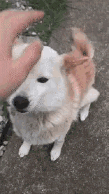 Highfive Dog GIF - Highfive Dog GIFs
