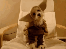 Funny Animals Yoda GIF - Funny Animals Yoda Dog GIFs