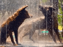 Coyotes Wet GIF - Coyotes Wet Animals GIFs