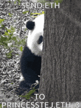 Tej Eth GIF - Tej Eth Panda GIFs