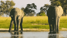 Drinking Water Our Living World GIF - Drinking Water Our Living World Thirsty GIFs