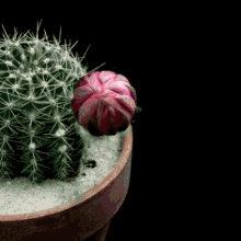 cactus the