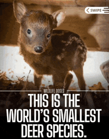 a baby deer with the words " this is the world 's smallest deer species " on it
