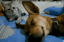 Dogs Wake Up GIF - Dogs Wake Up Cats GIFs