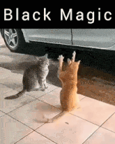 Black Magic Cat Magic GIF - Black Magic Cat Magic Zea Rexz GIFs