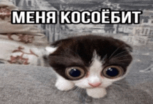 a black and white kitten with big eyes is sitting on a couch with a caption in russian that says меня косовобит