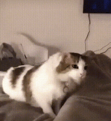 Wiggle Cat Meow Wiggle GIF - Wiggle Cat Meow Wiggle Cat GIFs