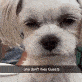 She Don'T Like Guests Dog GIF