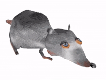 stoned rat